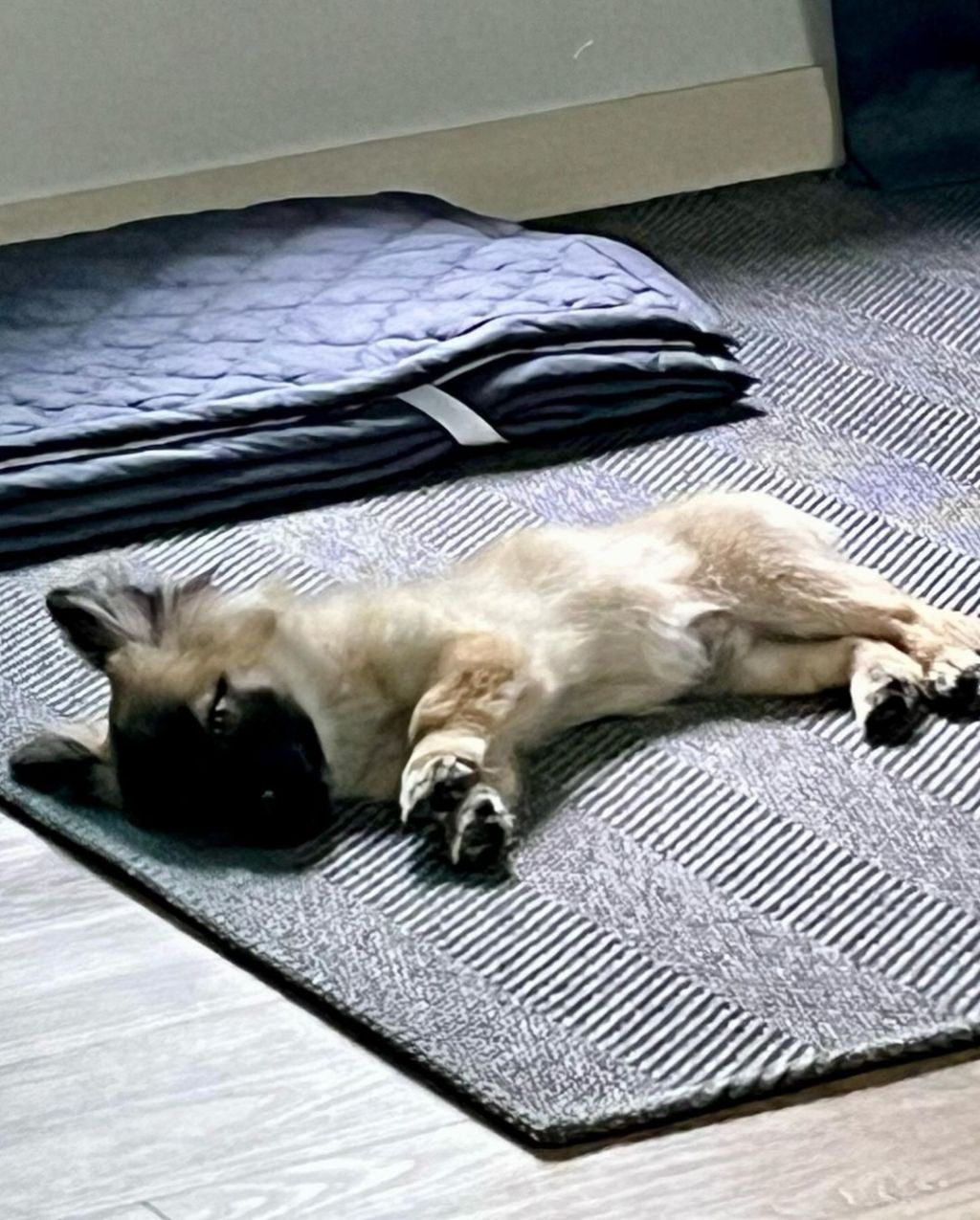 단 며칠만에 인스타 27만 팔로워 찍은 강아지 못생긴 노을이 | 인스티즈