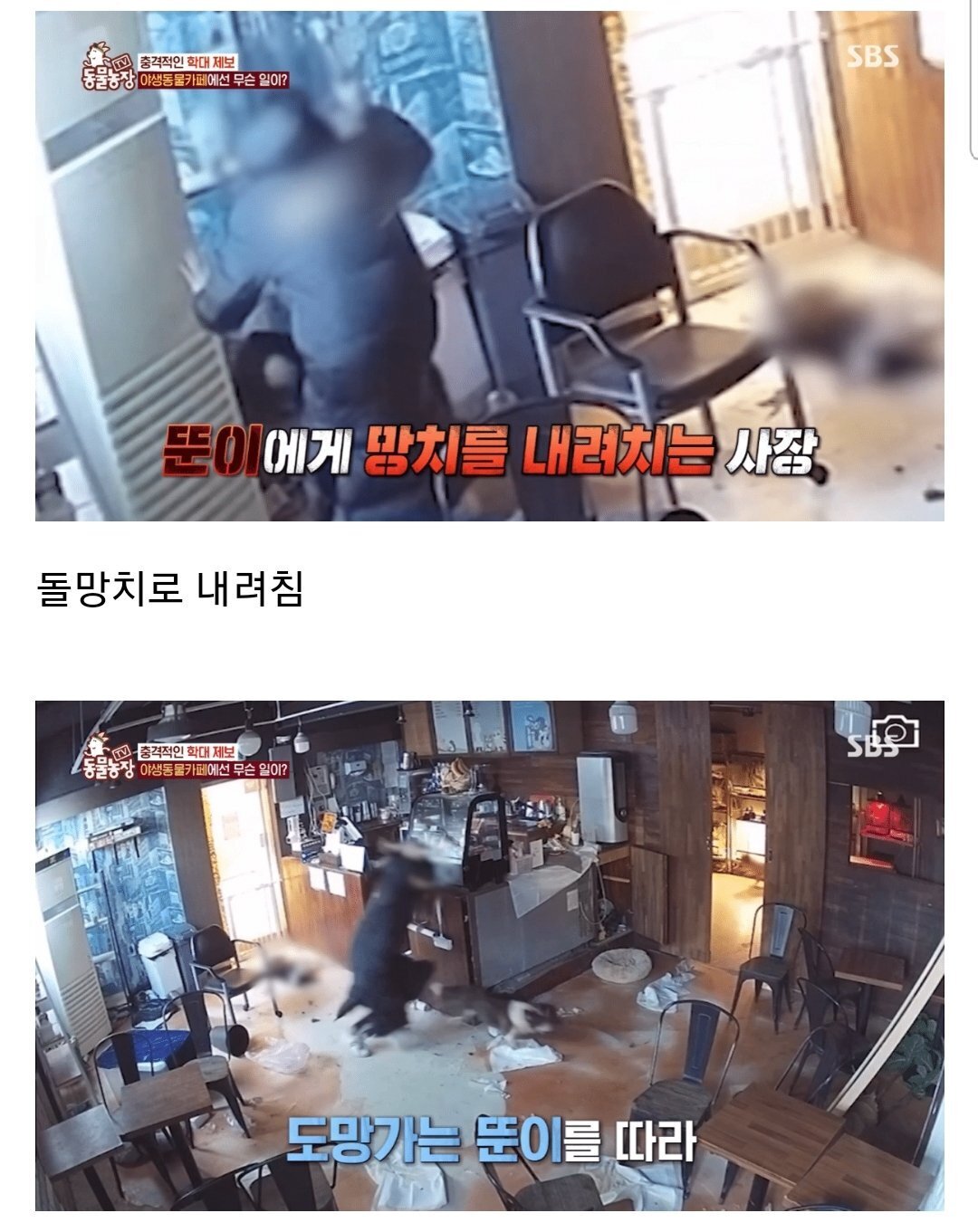 현재 난리난 동물농장에 나온 동물카페 사장.jpg | 인스티즈