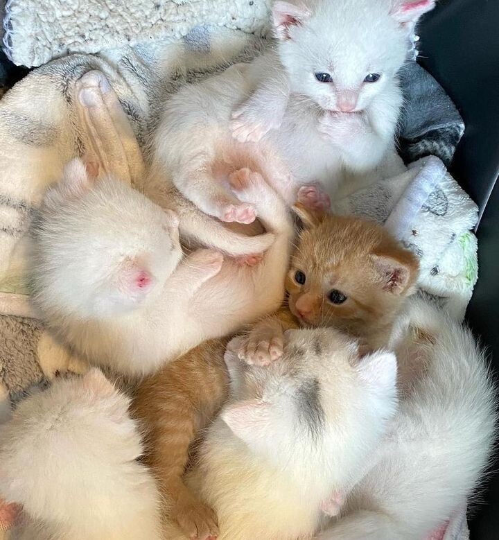 새끼 고양이 .jpg | 인스티즈