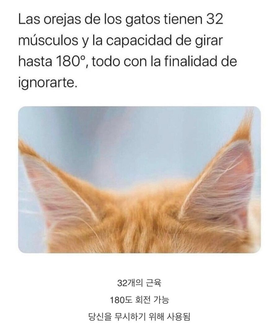 의외로 엄청난 고양이들의 귀 .jpg | 인스티즈