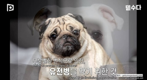 국내 소형견이 유독 슬개골 탈구가 많은 이유 | 인스티즈
