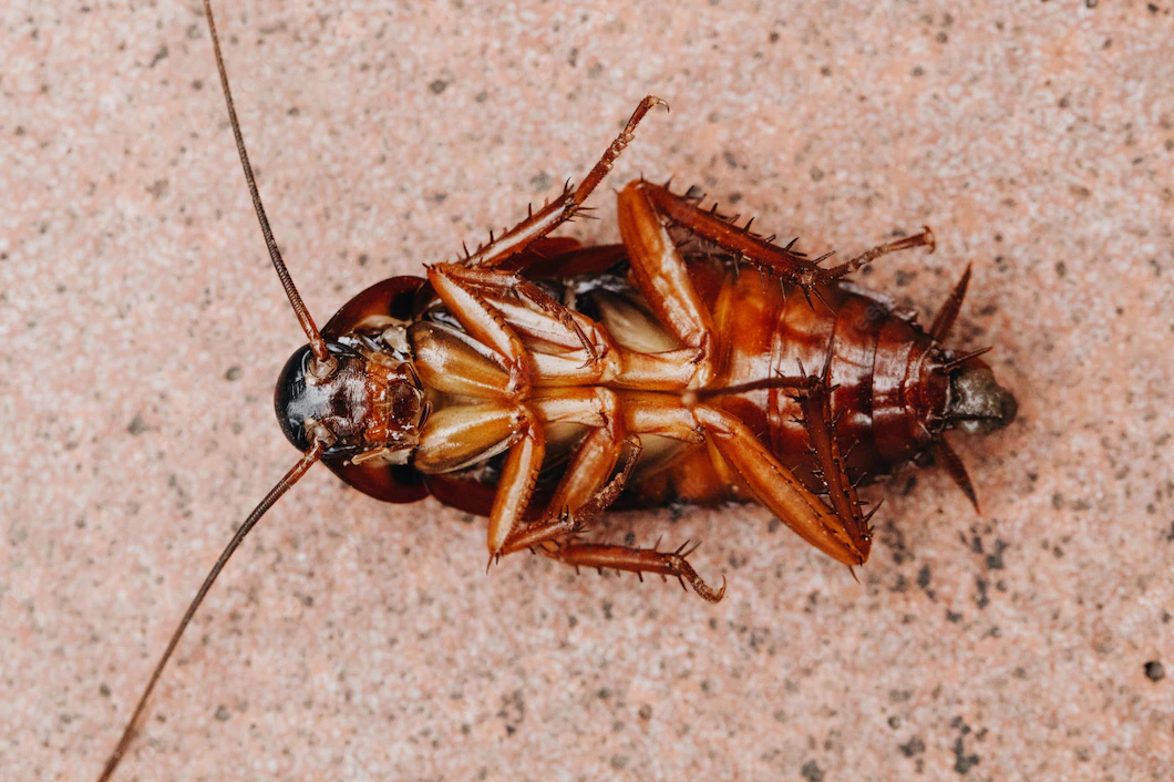 (혐오주의) 지구에서 하나만 멸종될 수 있다면? | 인스티즈