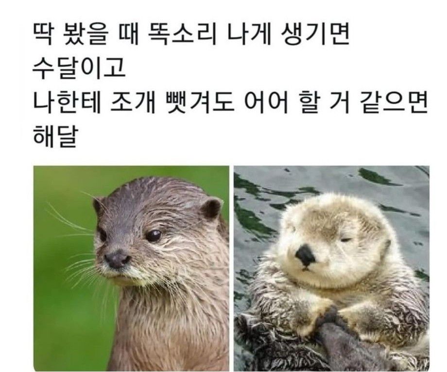 해달 이미지