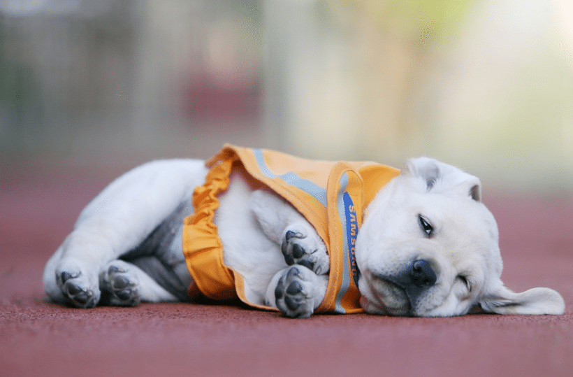 🐶 안내견 공부중입니다! | 인스티즈