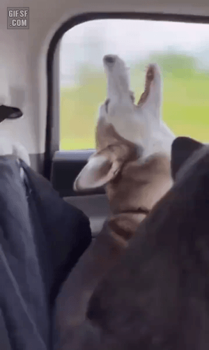 특이한자세로 자는 댕댕이 | 인스티즈