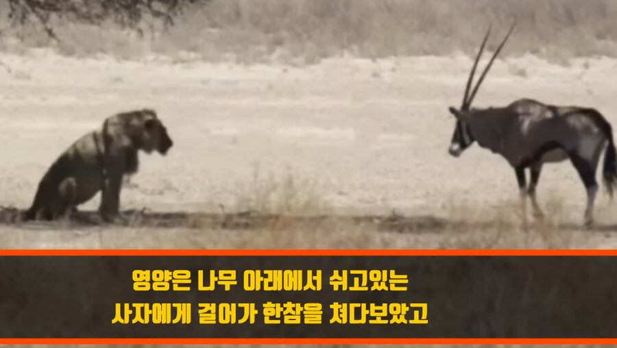 인간외에 자살을 선택하는 동물이 있을까? | 인스티즈