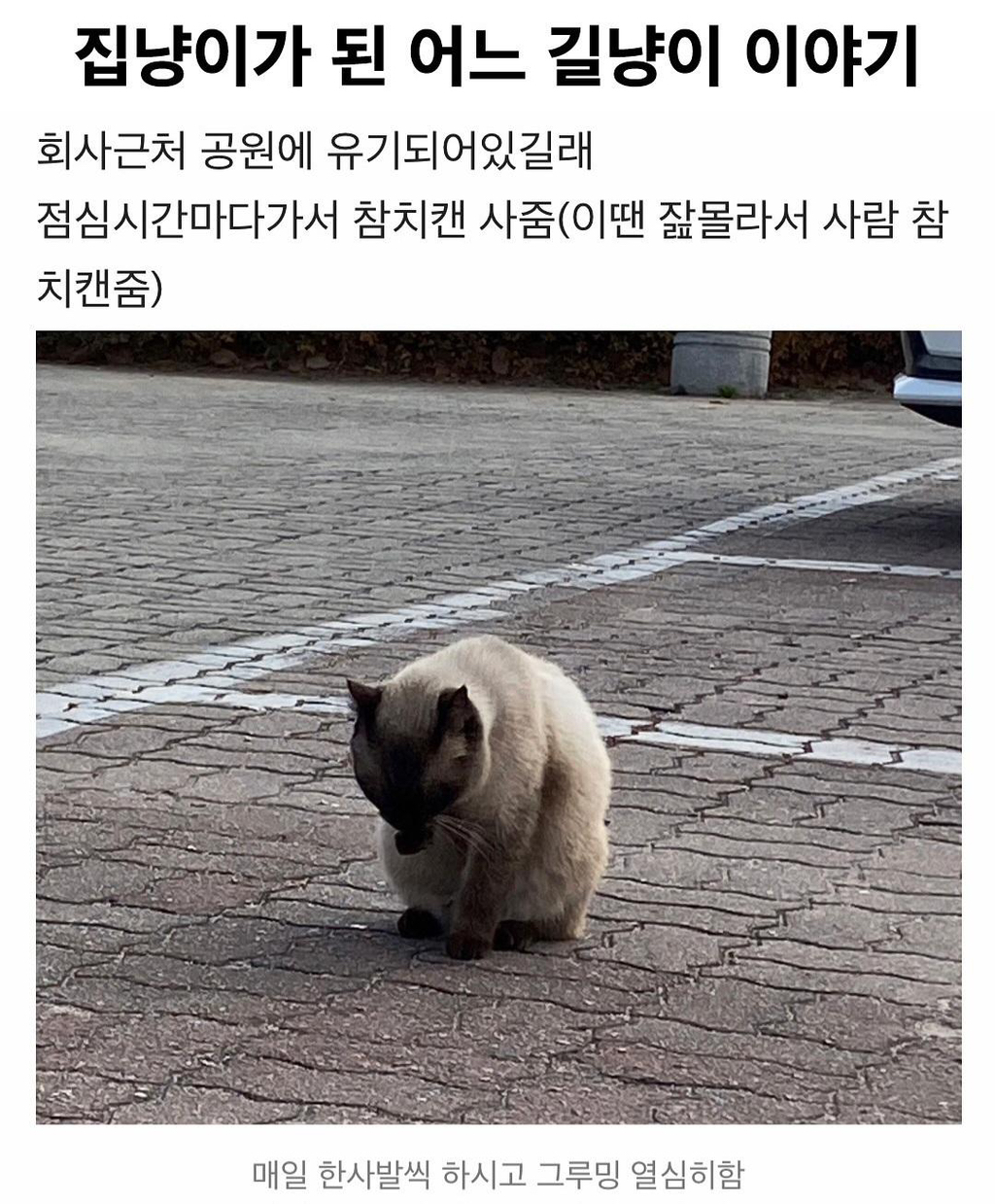 집냥이가 된 어느 길냥이 이야기 | 인스티즈
