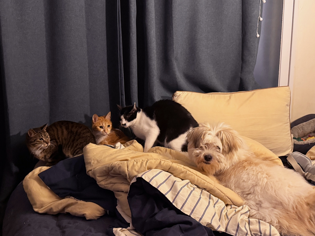 길냥이 길댕이 맘에들면 주워가라길래 주워옴 | 인스티즈