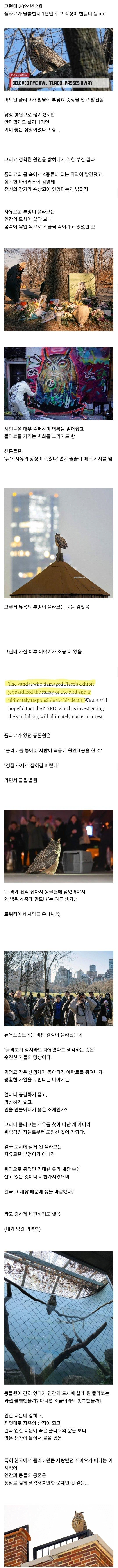 13년간 갇혀 살다가 동물원을 탈출해 자유를 얻은 부엉이 이야기 | 인스티즈