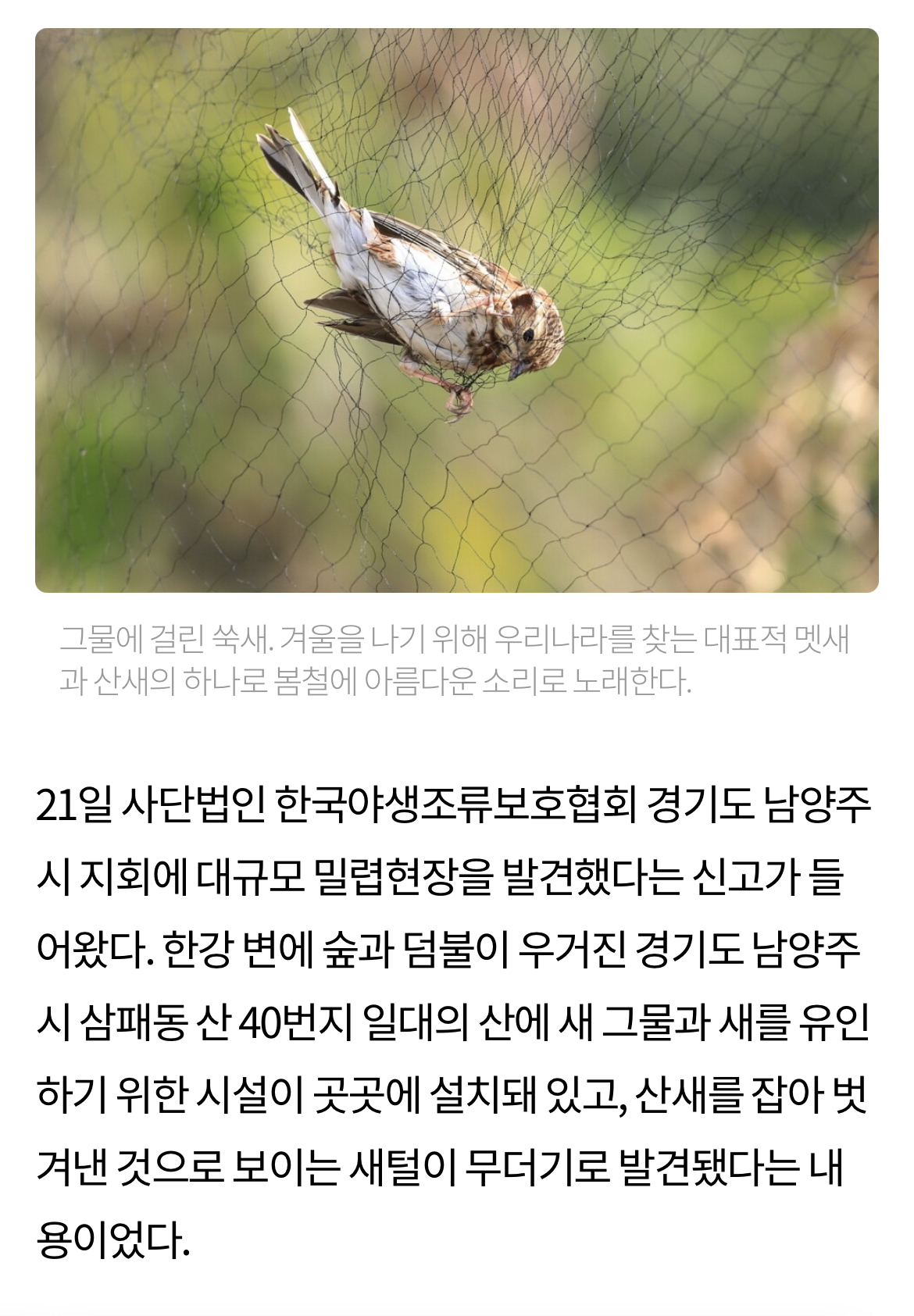 최근 남양주에서 참새고기로 1000여마리 산새들을 밀렵하는 현장 발견. 밀렵과 남획, 농약 살포, 서식지교란으로 산새들 점점 사라져 | 인스티즈
