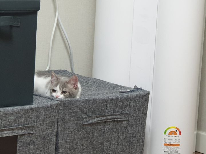 사람만큼 다양한 표정을 짓는 고양이 | 인스티즈