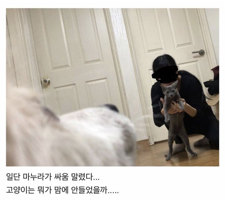 우리집 댕댕이 고앵이랑 또 싸움.JPG | 인스티즈