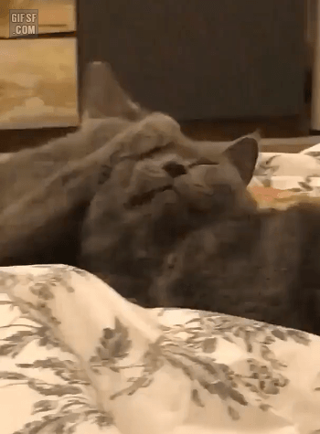 하품하다 깜놀 .gif | 인스티즈