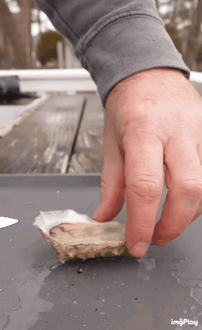 생굴에 맛들린 미국인 | 인스티즈