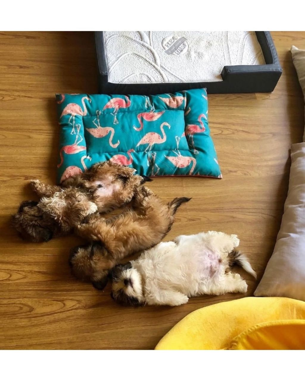 새끼 강아지때만 할수있다는자세 | 인스티즈