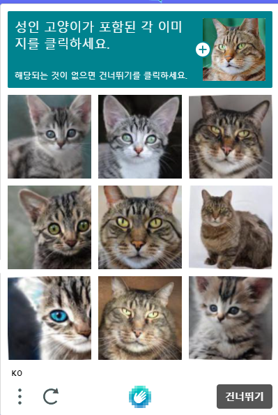 성인 고양이가 포함된 이미지를 고르세요 | 인스티즈