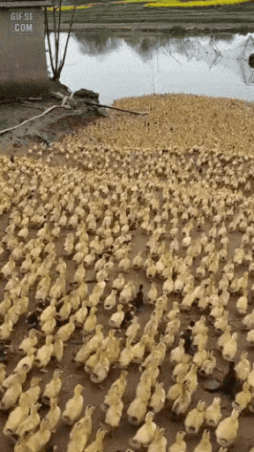 물에 들어가는 새끼오리들 | 인스티즈