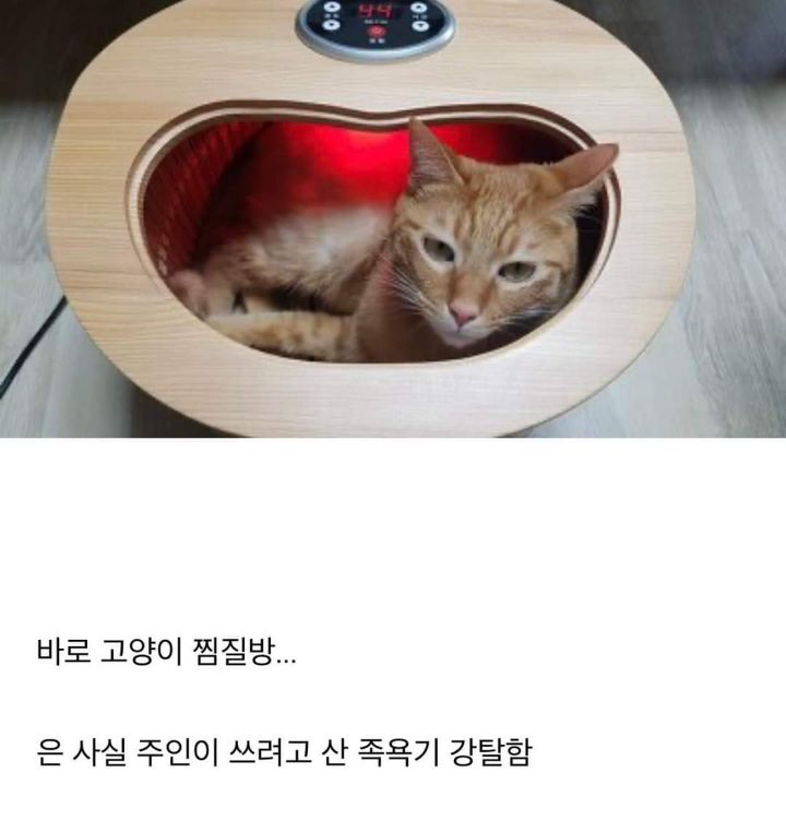 고양이 찜질방 | 인스티즈