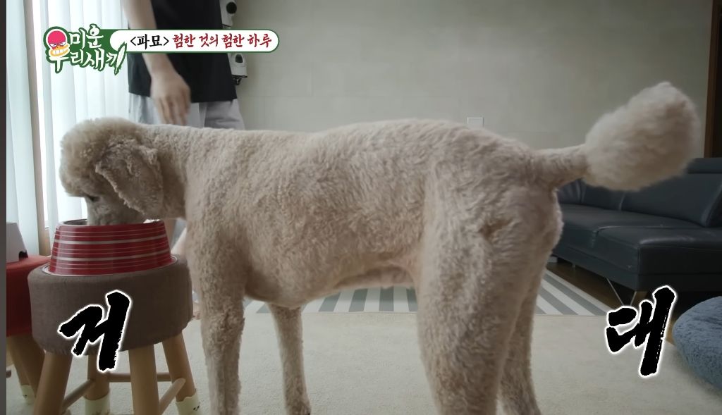 키 2미터 넘는 연예인들이 키우는 강아지...jpg | 인스티즈