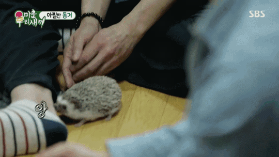 하늘나라로간 반려견 이름 나오자 오열하는 임원희 ㅠㅠ.....jpg | 인스티즈