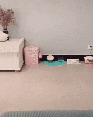 샌들을 차지한 고양이 .gif | 인스티즈