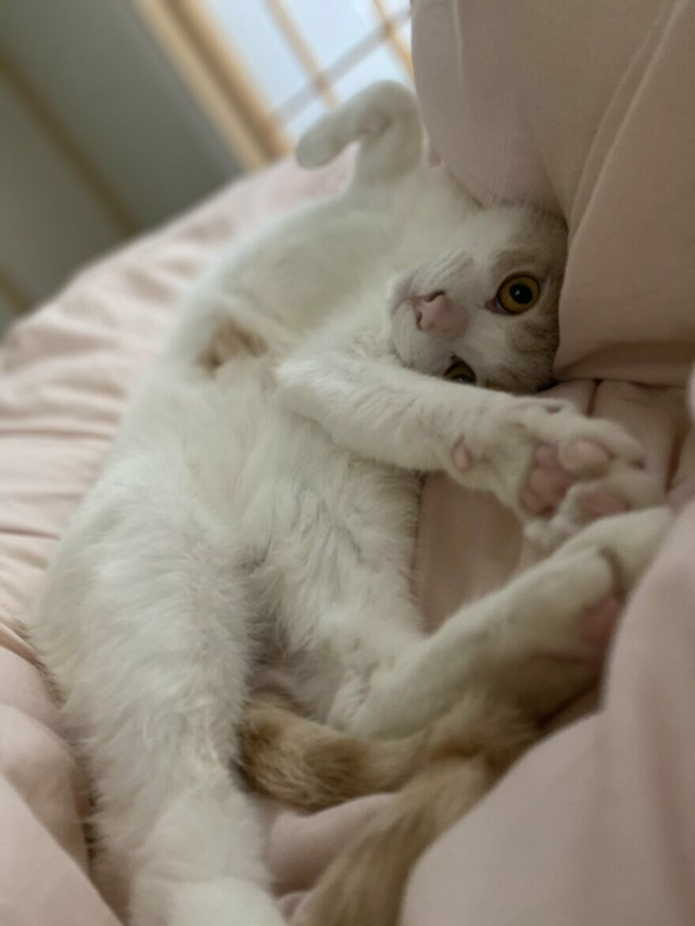 고양이가 산책을 너무 좋아해서 전용 우산까지 마련한 집사 | 인스티즈