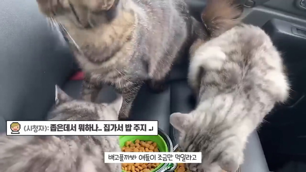 [스압주의] 일본인 캣맘 유튜버 2편 - 3천만원짜리 고양이 집 지음 | 인스티즈