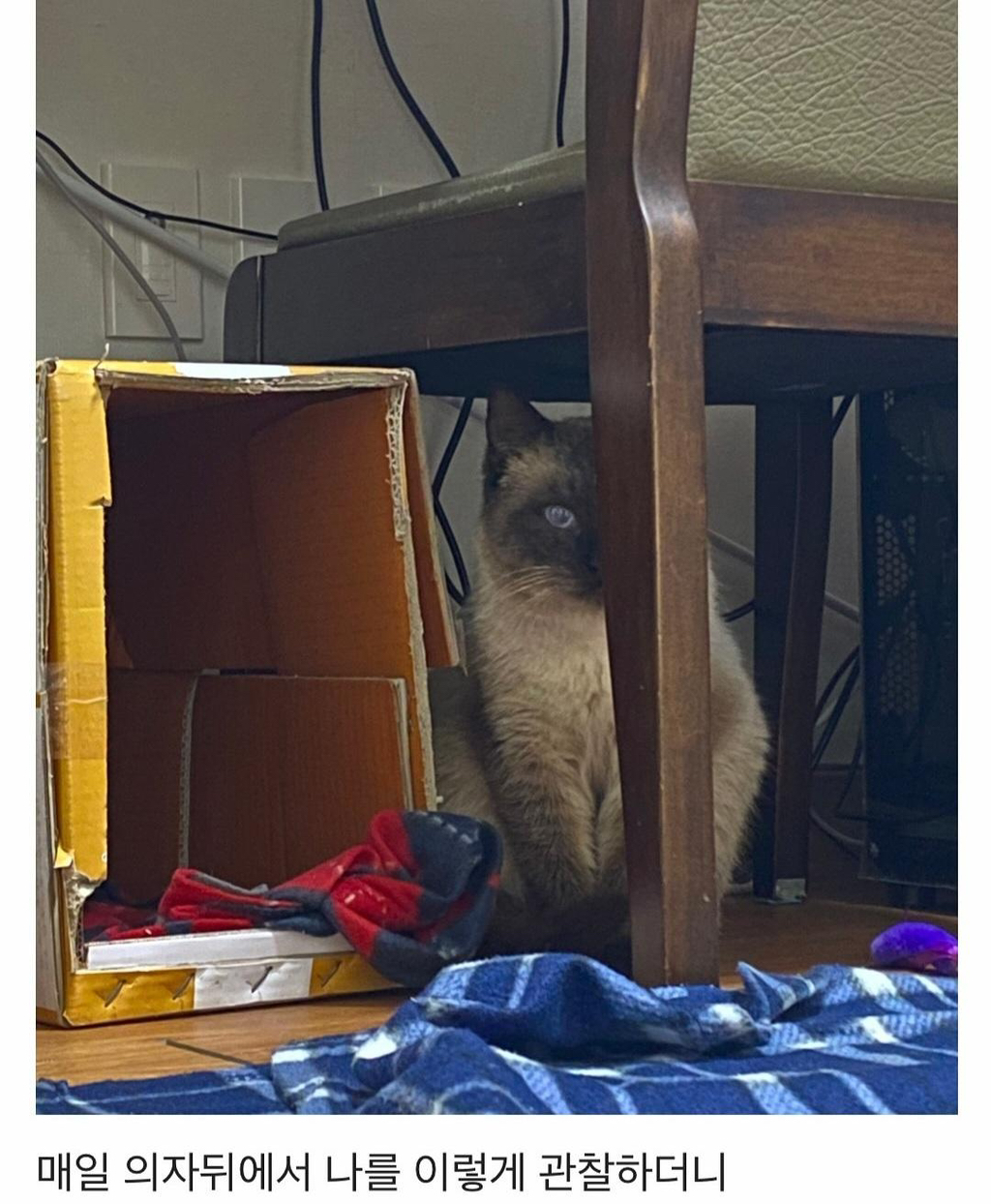 집냥이가 된 어느 길냥이 이야기 | 인스티즈