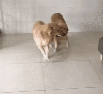 사고치고 혼난 인절미들 | 인스티즈