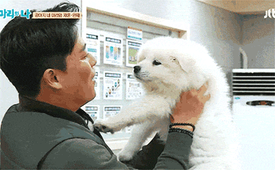 귀여움의 끝판왕 강아지 | 인스티즈