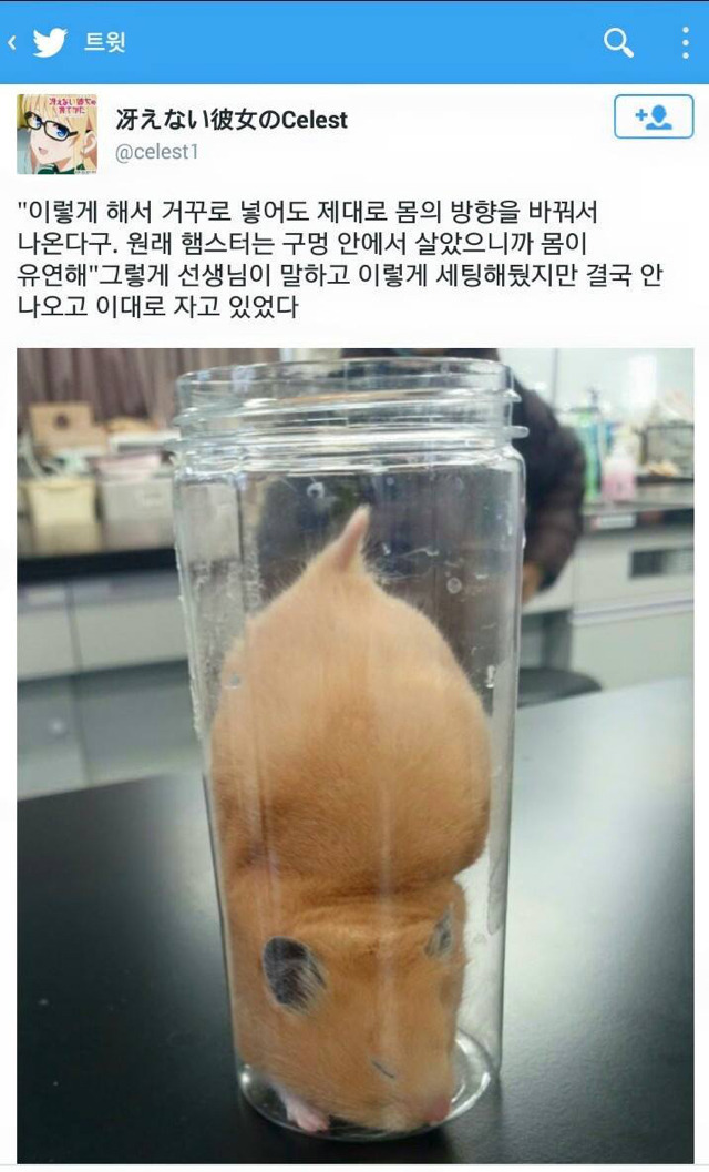 거꾸로 병에 갇힌 햄스터.jpg | 인스티즈