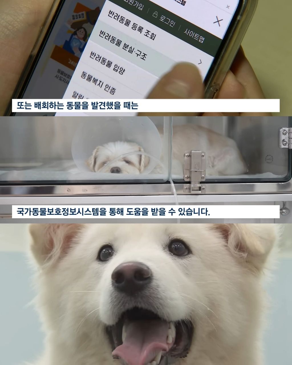 연휴때 더 많이 버려진다는 동물들 | 인스티즈