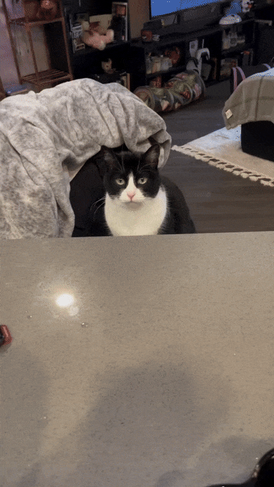처음보는 간식에 고양이 반응.gif | 인스티즈