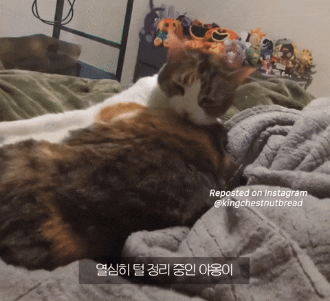 그루밍 중인 고양이 건드렸을 때 반응.gif | 인스티즈