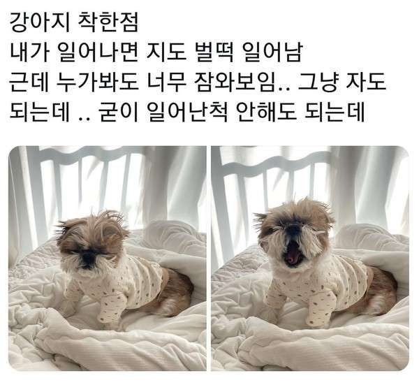 착한강아지 이미지