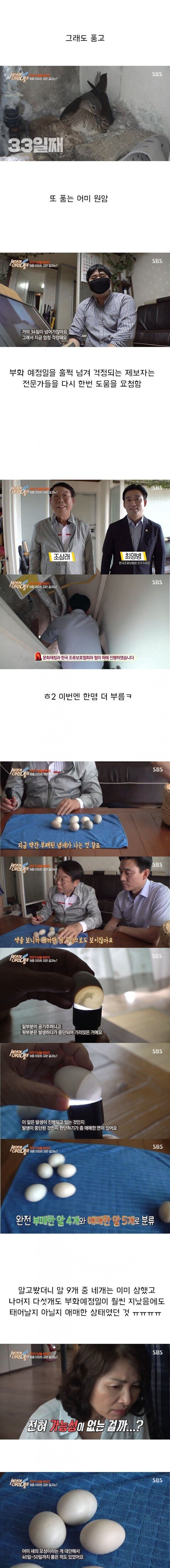 [세상에이런일이] 원앙 새끼 부화 시키기 레전드 ㄷㄷㄷ | 인스티즈
