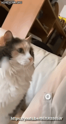 쓰다듬을 원하는 고양이 .gif | 인스티즈