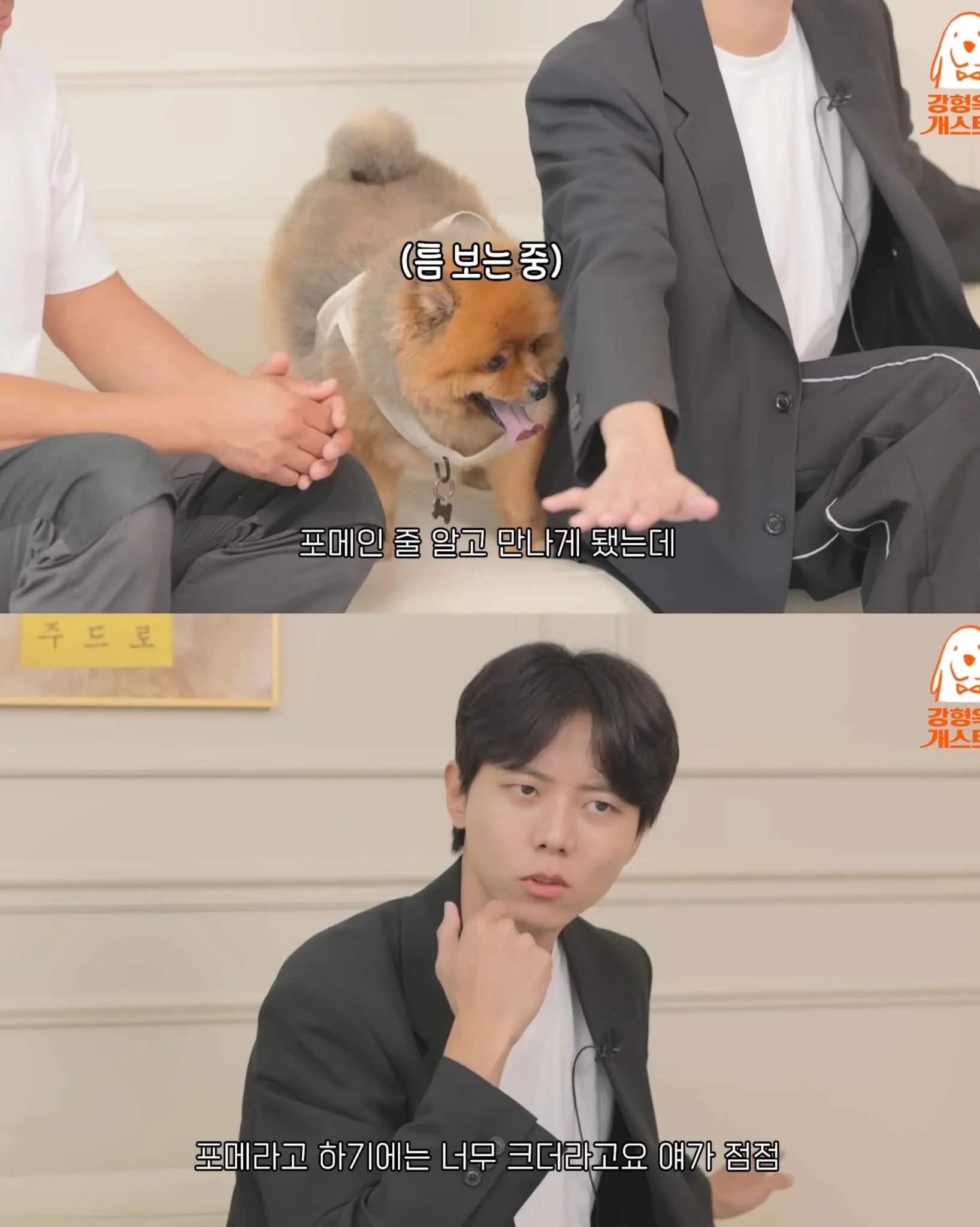 주우재가 키우는 포메 | 인스티즈