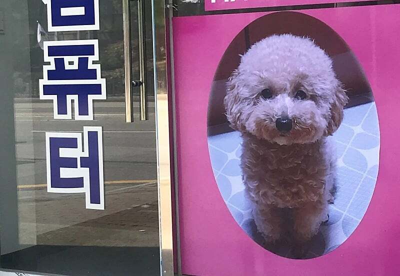 맥락없이 다짜고짜 댕댕이를 자랑하는 사장님들.jpg | 인스티즈