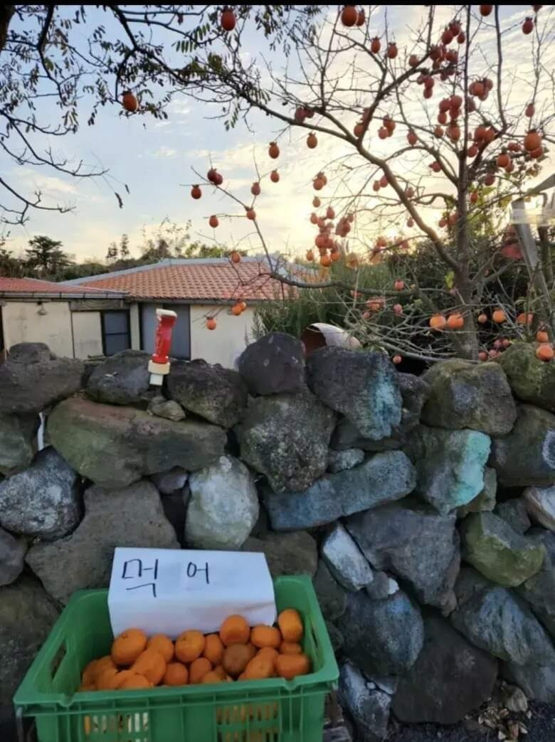 제주도의 인심 | 인스티즈