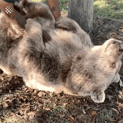 곰이 어렸을 때 돌봐주던 남자.gif | 인스티즈