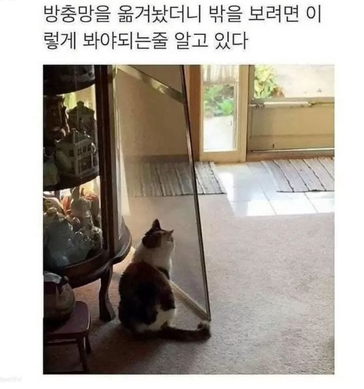 망충한 고양이 | 인스티즈