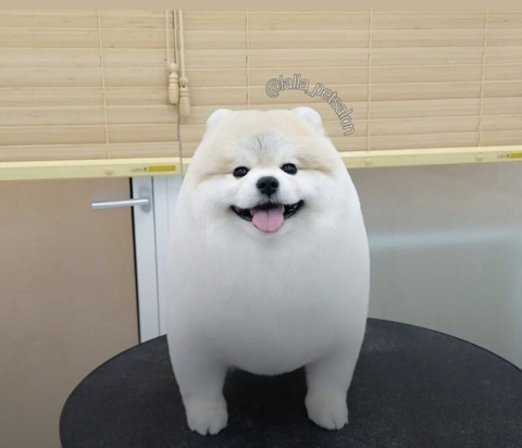 강아지 미용이 중요한 이유 | 인스티즈