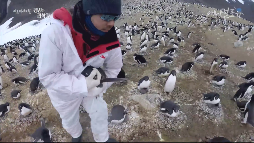또 논란거리 만든 남극의 시프팀 | 인스티즈