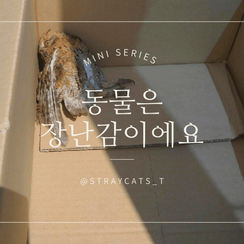 저는 장난감이 아니에요.jpg | 인스티즈