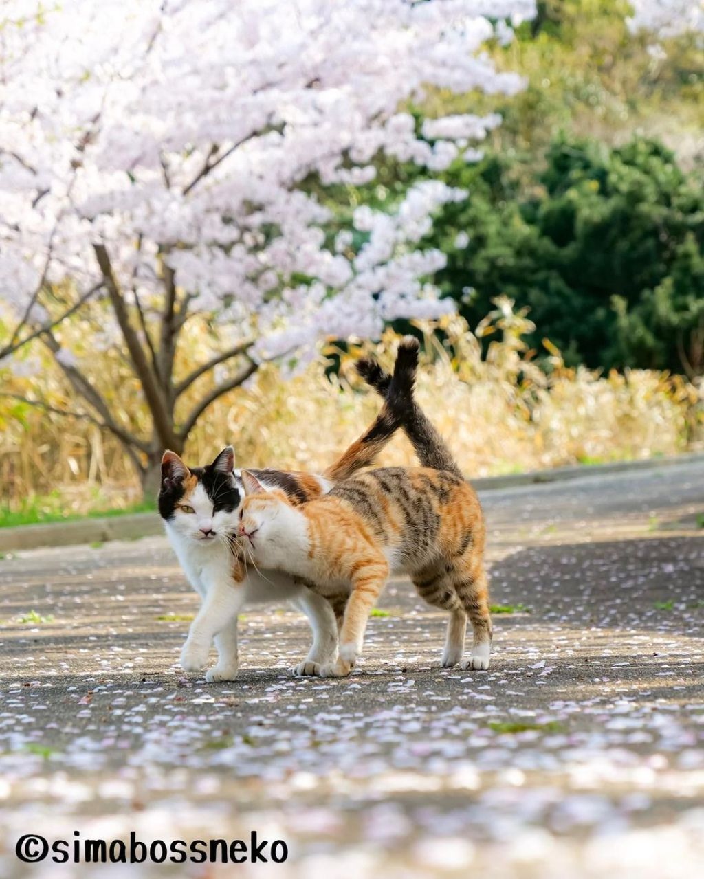 짝지어다니는 섬고양이들 | 인스티즈