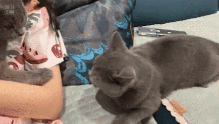 냥이 쉨 지능수준.gif | 인스티즈