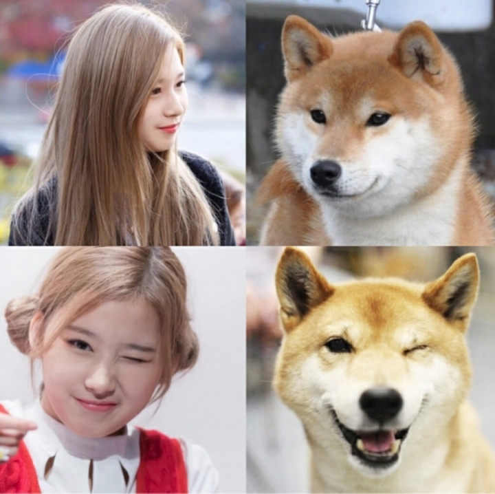 도지코인 닮은 아이돌 ㄷㄷㄷ.JPGIF | 인스티즈