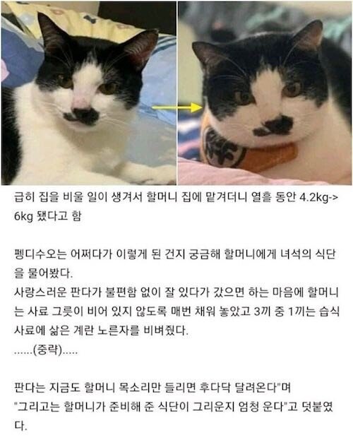 할머니에게 고양이를 맡겨보았다.jpg | 인스티즈