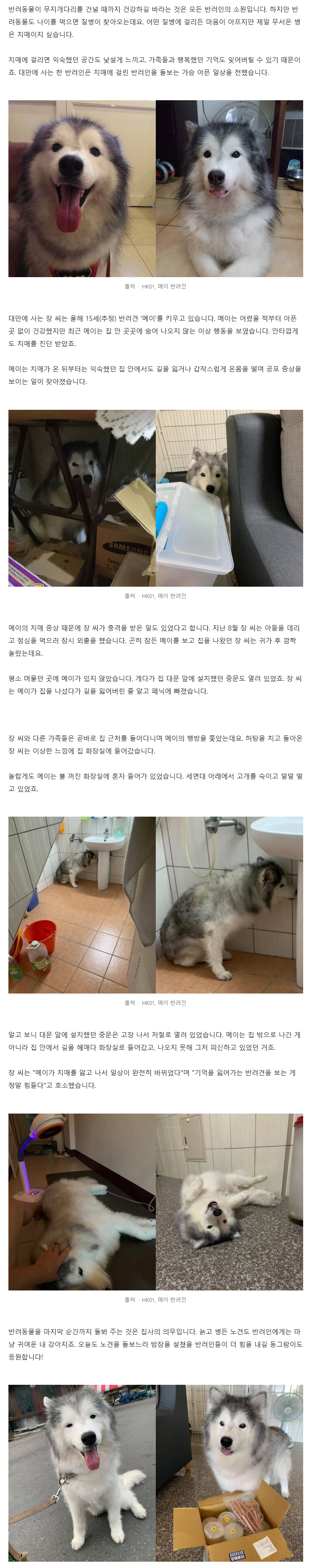 치매 노견 돌보는 가족이 겪는 가슴 아픈 일상 | 인스티즈